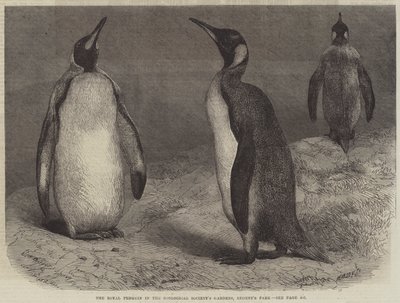 Le Manchot royal dans les jardins de la Société zoologique, Regent